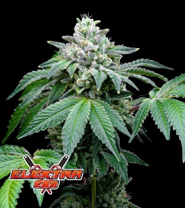 Elektra-CBD cannabis