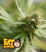 Fat-Bastard-Feminized-Product