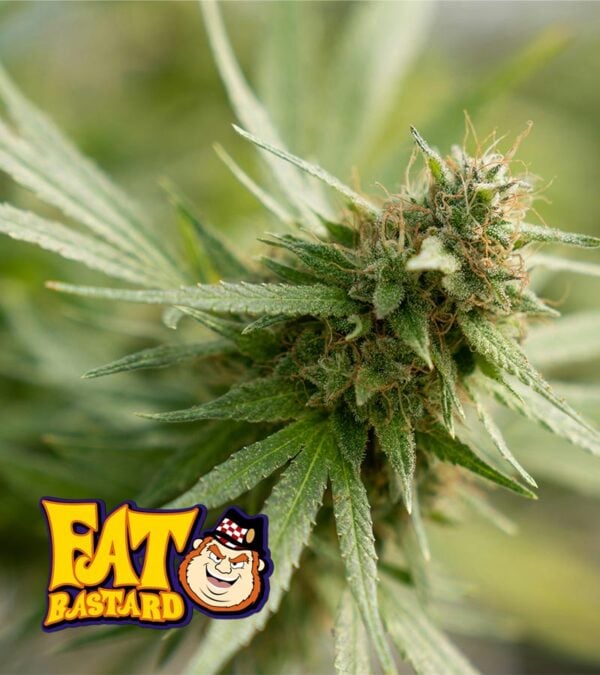 Fat Bastard cannabis