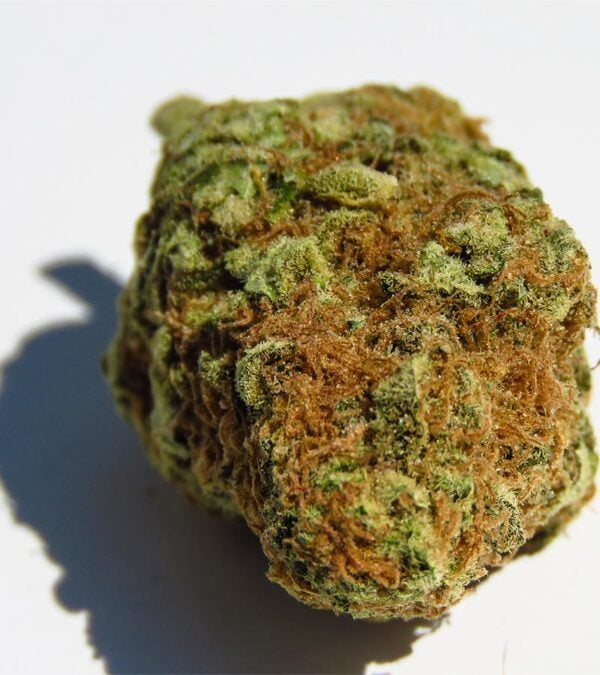 Fat-Bastard Strain