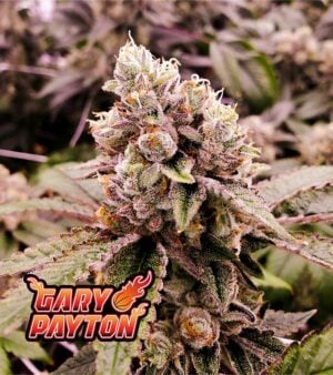 Gary-Payton-Feminized-cannabis