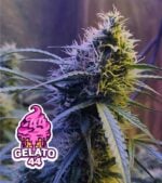 Gelato-44-Feminized-Product