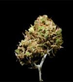 Gelato-44-Feminized-buds