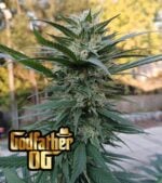 Godfather-OG-feminized-Procuct