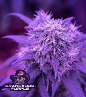 Grandaddy-Purple-Feminized-cannabis