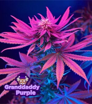 Granddaddy-Purple-Feminized-cannabis