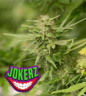 Jokerz cannabis