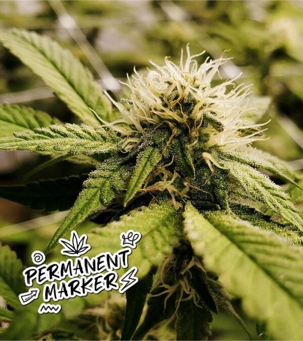 Permanent-Marker-Feminized-cannabis