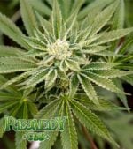 Remedy-CBD-Product