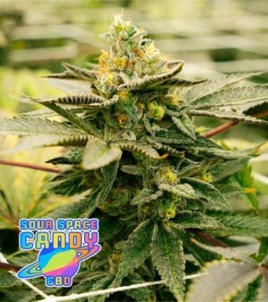 Sour-Space-Candy-CBD cannabis