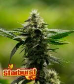 Starburst-Feminized-Product