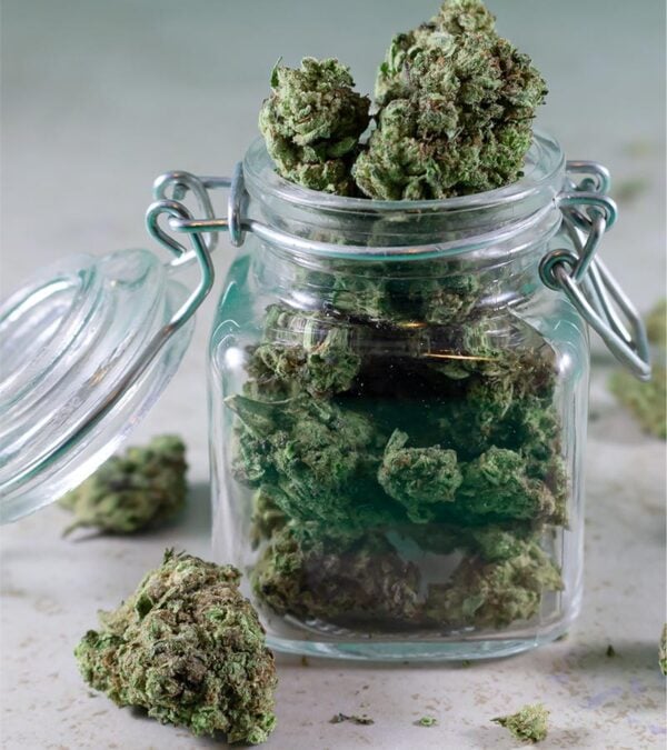 Starburst Strain