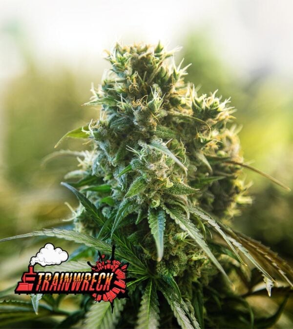 Trainwreck cannabis