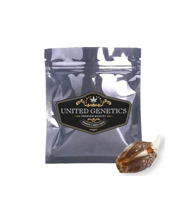 Amnesia-Haze United-Genetics