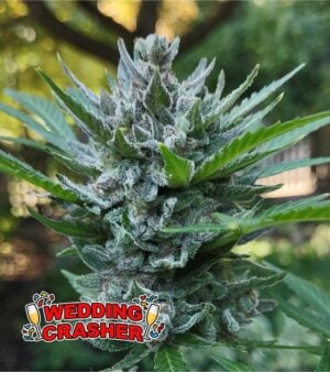Wedding-Crasher-Feminized-cannabis