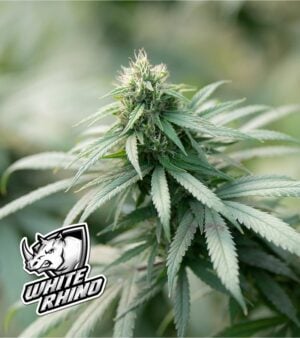 White-Rhino cannabis