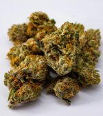 White-Rhino-Feminized-buds