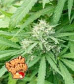 Apple-Betty-Feminized-Product