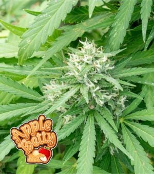Apple-Betty cannabis