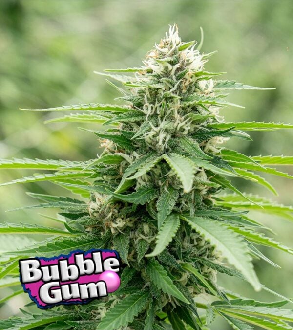 Bubblegum cannabis