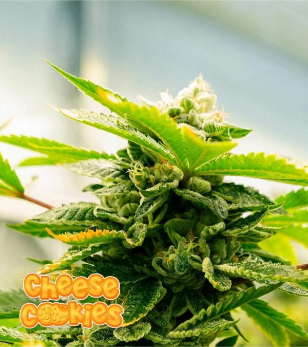 Cheese-Cookies cannabis