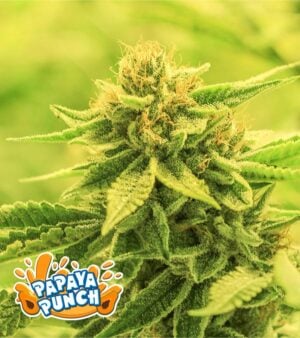 Papaya-Punch cannabis