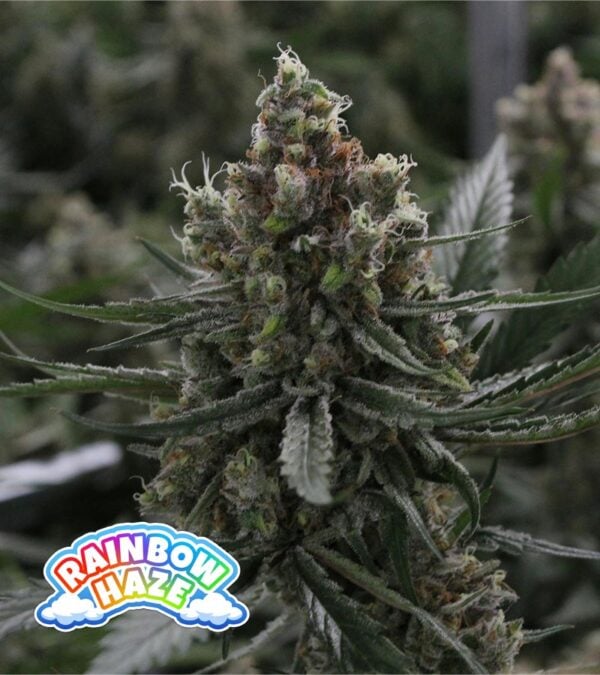 Rainbow-Haze cannabis