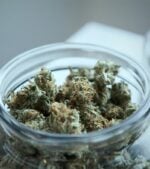 Rainbow-Haze-Feminized-buds