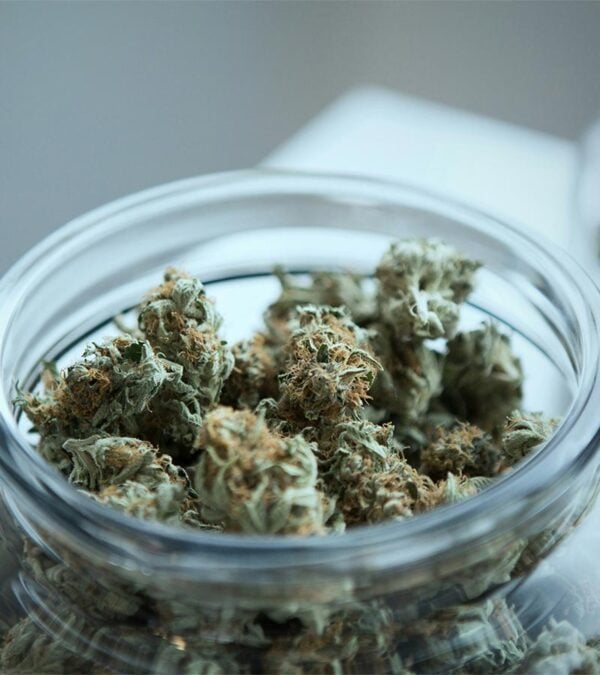 Rainbow-Haze Strain