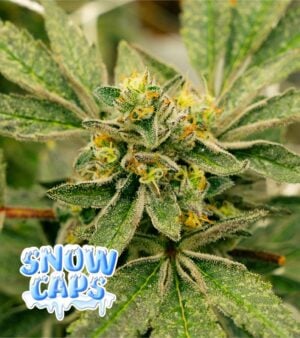 Snow-Caps cannabis
