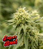 Super-Boof-Feminized-Product