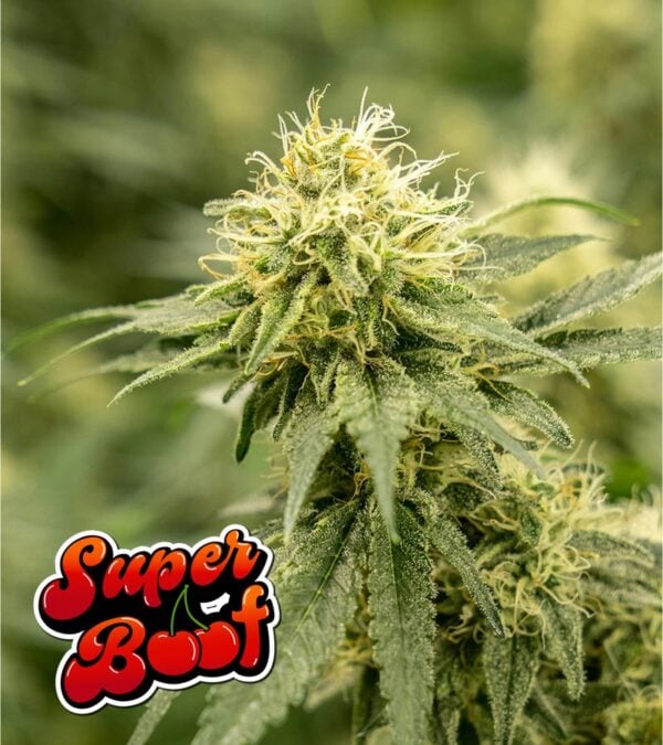 Super-Boof cannabis