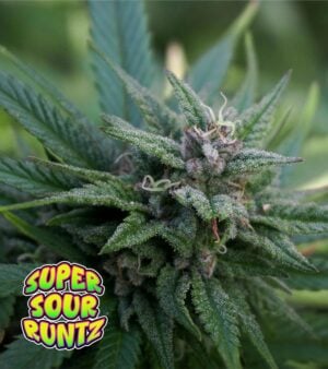 Super-Sour-Runtz cannabis