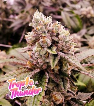 Tropic-Thunder cannabis