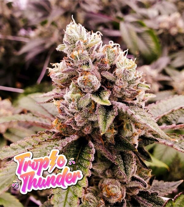 Tropic-Thunder cannabis