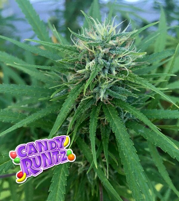 Candy Runtz cannabis