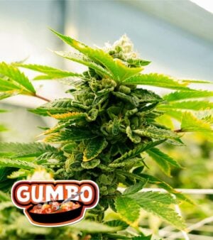 Gumbo-Autoflower cannabis