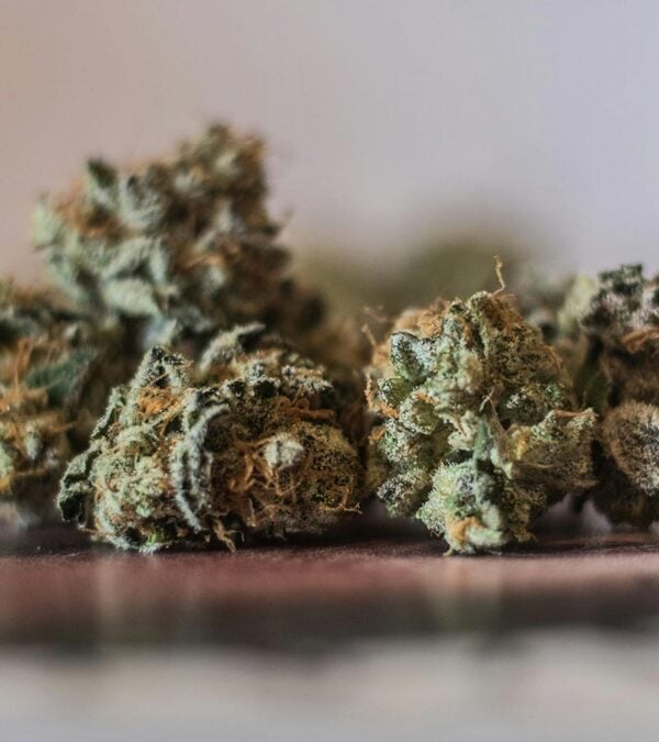 Gumbo-Autoflower Strain