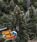 Point-Break-Feminized-Product
