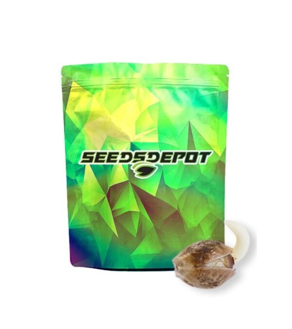 Point-Break Seeds-Depot