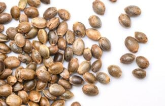 autoflower cannabis seeds