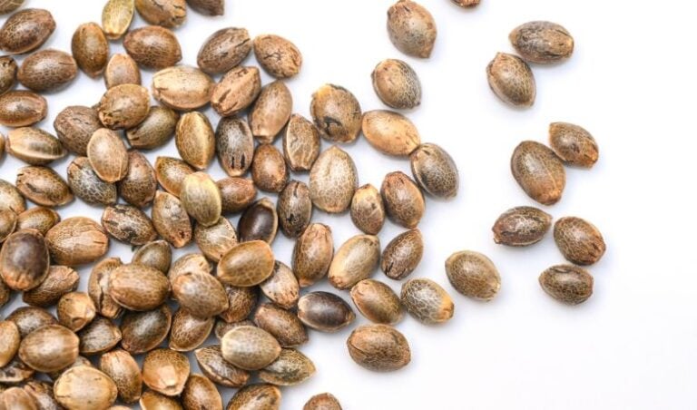 autoflower cannabis seeds