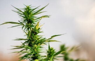 easiest strains to grow