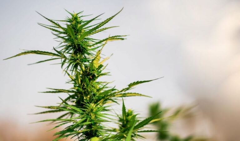 easiest strains to grow
