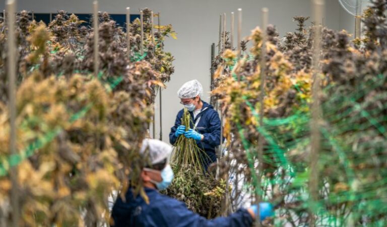 high yield cannabis strains
