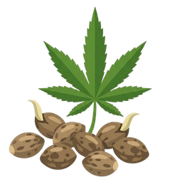 Marijuana Seeds