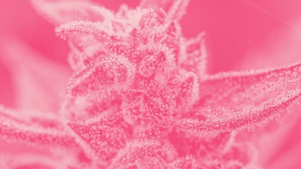 pink runtz cannabis
