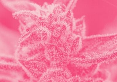 pink runtz cannabis