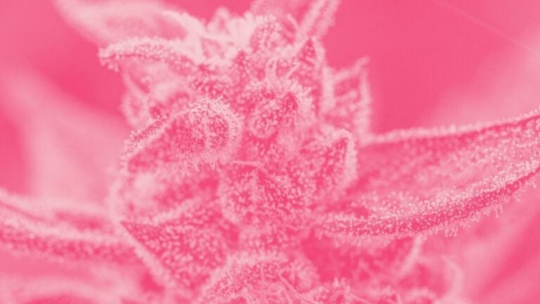 pink runtz cannabis