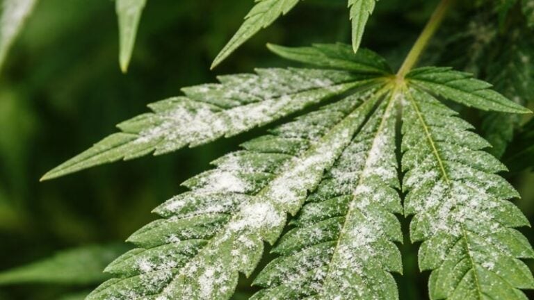powdery mildew on cannabis plants